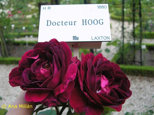 'Doctor Hogg' rose photo