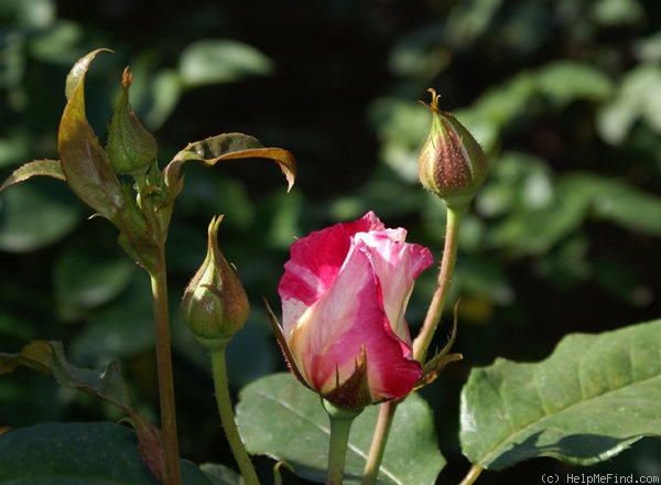 'Cabana ™ (hybrid tea, Zary, 2000)' rose photo