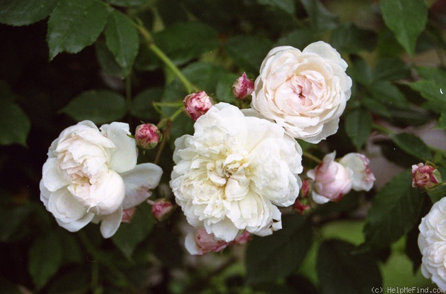 'Adélaide d'Orléans (hybrid sempervirens, Jacques, 1825)' rose photo