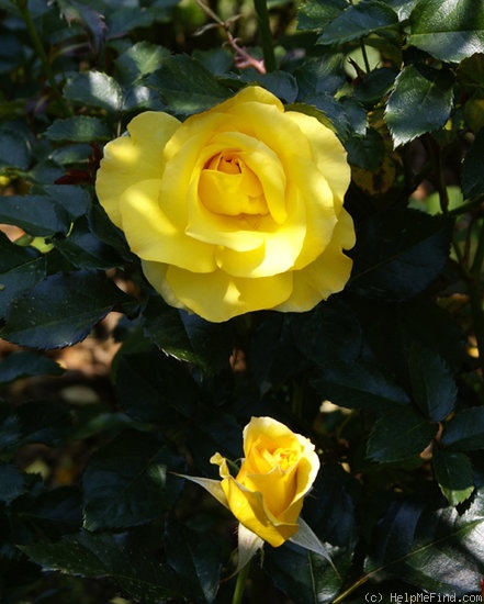 'Sun Flare' rose photo