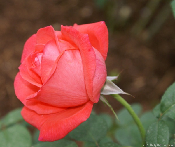 'Tropicana' rose photo