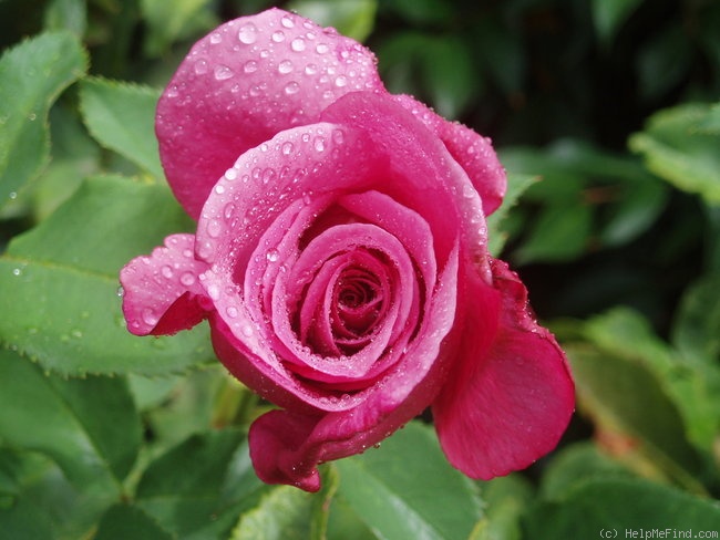 'Fragrant Plum (hybrid tea, Christensen before 1988)' rose photo