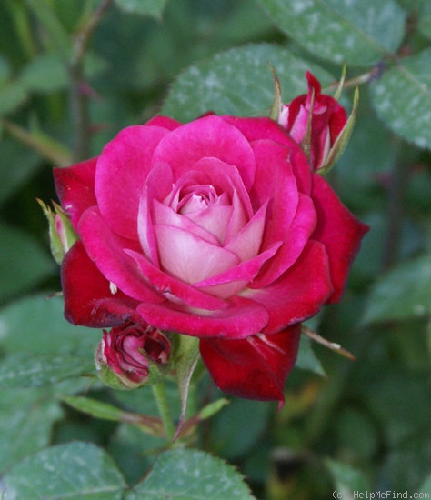 'Iced Raspberry ™' rose photo