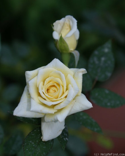 'Jeslyn' rose photo