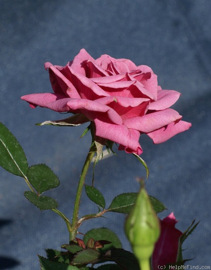 'Miss Charleston ™' rose photo
