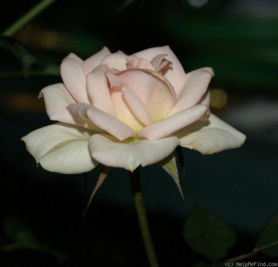 'Sandy Lundberg' rose photo