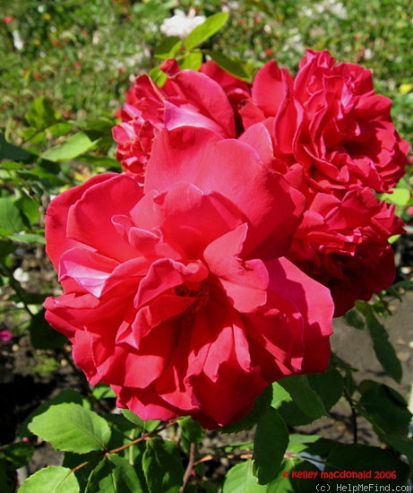 'Proud Land' rose photo