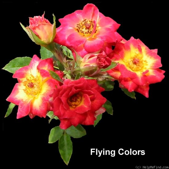 'Flying Colors ™ (miniature, Saville, 1982)' rose photo