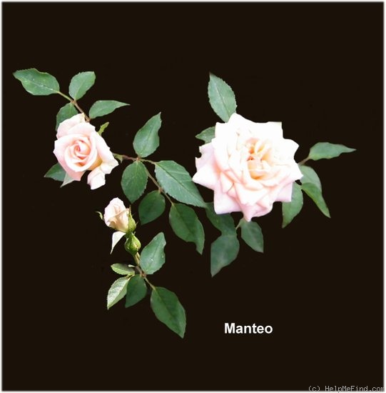 'Manteo' rose photo