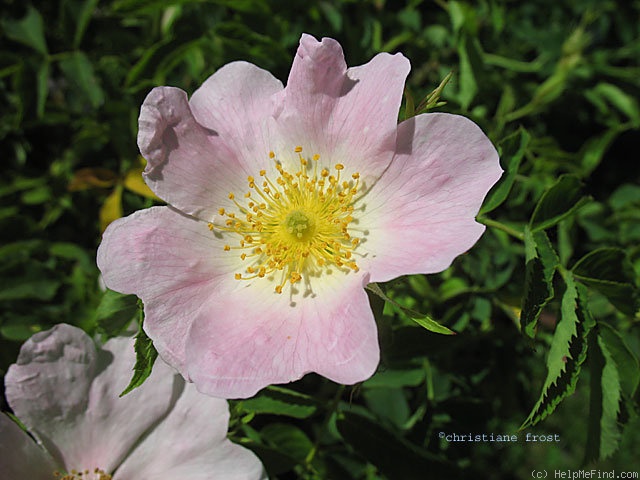 'R. montana' rose photo