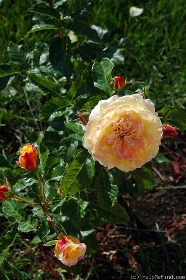 'Rugelda ®' rose photo
