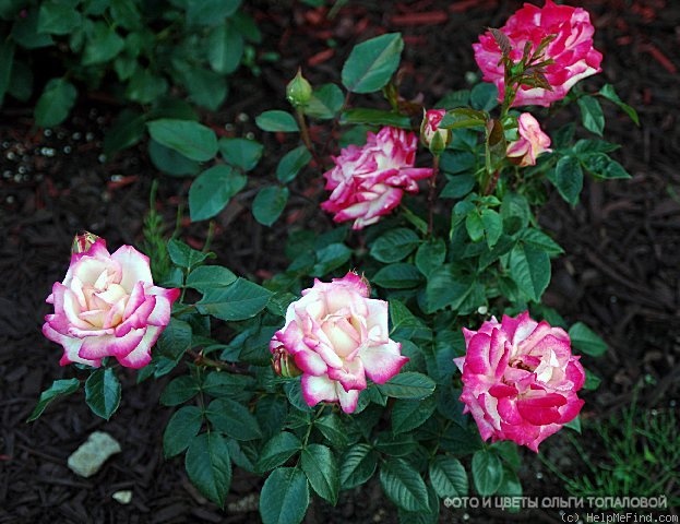 'Jubilé du Prince de Monaco ®' rose photo