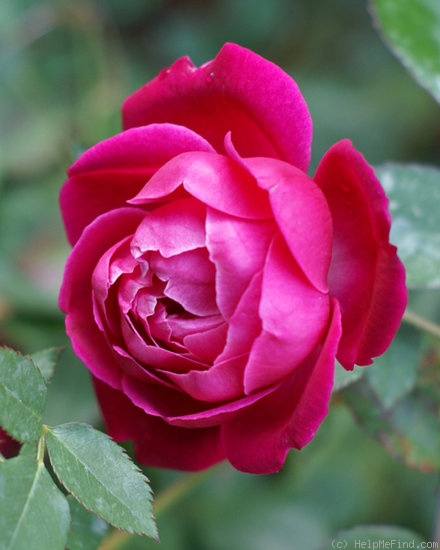 'Cramoisi Supérieur' rose photo