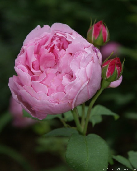 'Mary Rose ®' rose photo