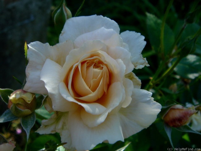 'English Garden ®' rose photo