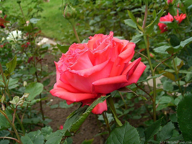 'Fortissimo' rose photo