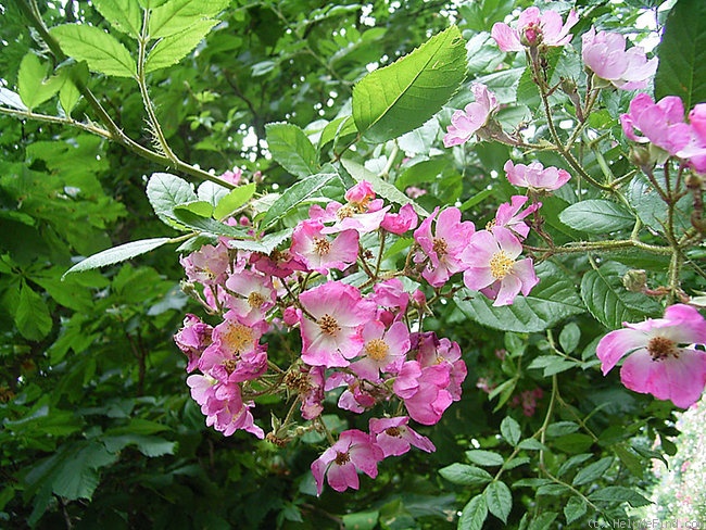 'Gruss an Breinegg' rose photo
