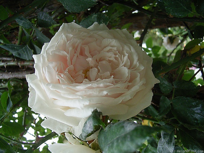 'Jean Lafitte' rose photo