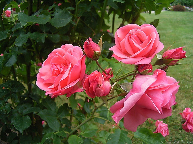 'Schlossgarten' rose photo