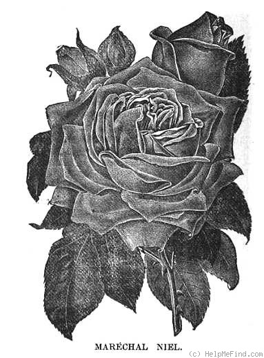 'Maréchal Niel (tea noisette, Castel 1857)' rose photo