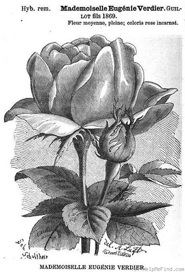 'Mademoiselle Eugénie Verdier (hybrid perp., Guillot, 1859)' rose photo