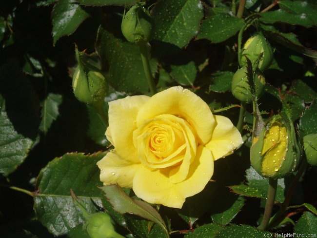 'Friesia (floribunda, Kordes, 1973)' rose photo