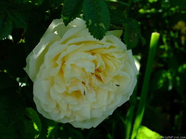 'Agnes (rugosa, Saunders 1902)' rose, click to enlarge 'Agnes (rugosa, Saunders 1902)' rose photo