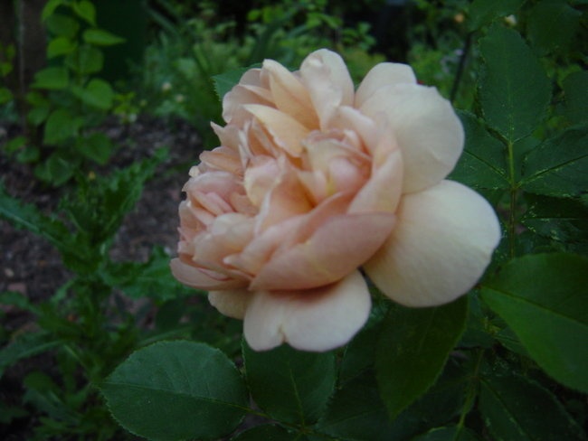 'Pfälzer Wald - Rosengarten'  photo