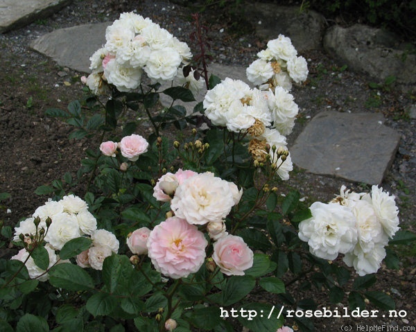 'Marie-Jeanne' rose photo