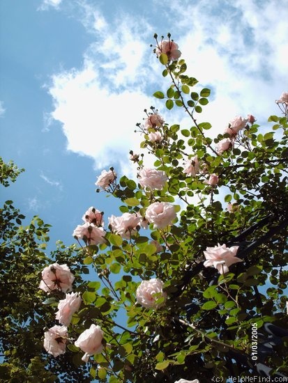 'New Dawn (large flowered climber, Dreer 1930)' rose photo