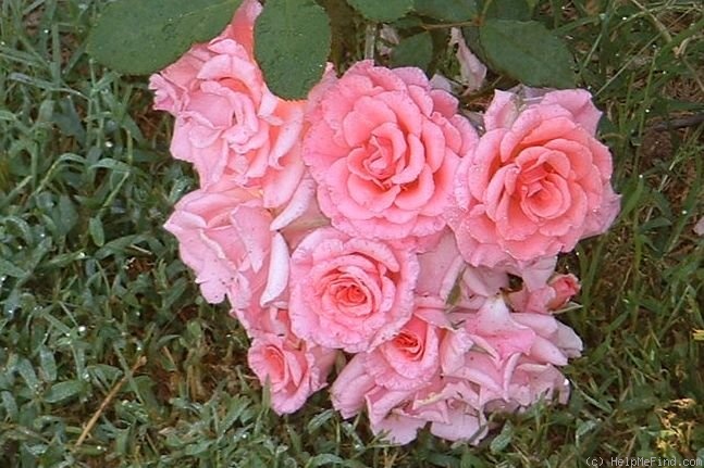'Dream Weaver ™ (climber, Zary, 1995)' rose photo