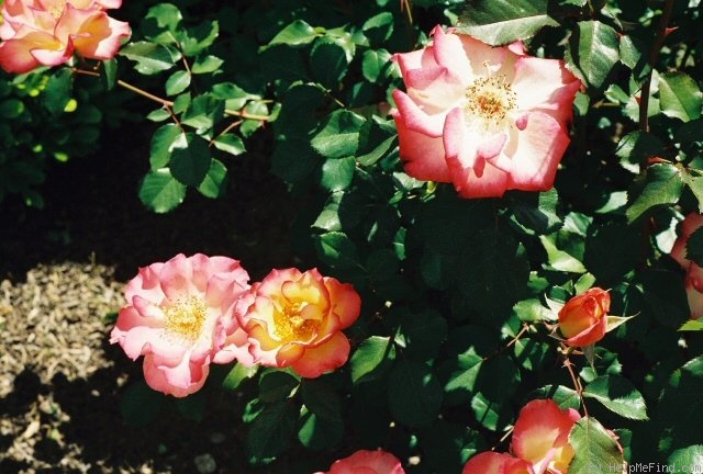 'Betty Boop ™ (Floribunda, Carruth, 1999)' rose photo