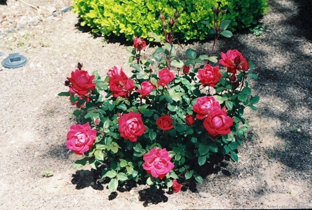 'Double Knock Out ®' rose photo