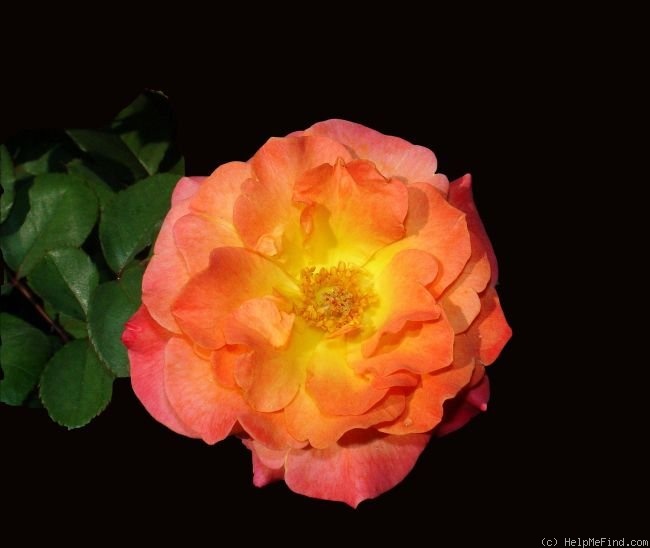'Mardi Gras ™ (floribunda, Zary 2007)' rose photo