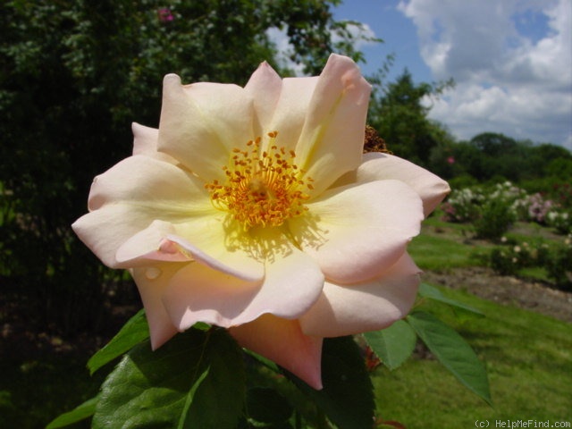 'Buff King' rose photo
