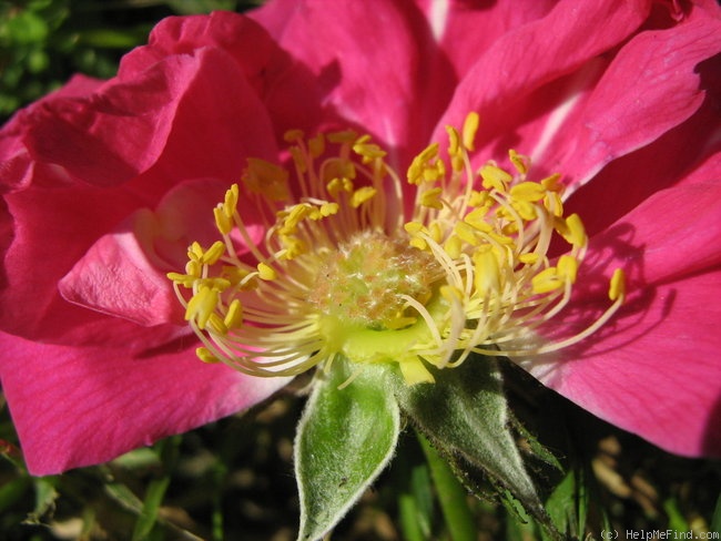 'Wilbur' rose photo