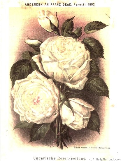 'Souvenir de Franz Deak' rose photo
