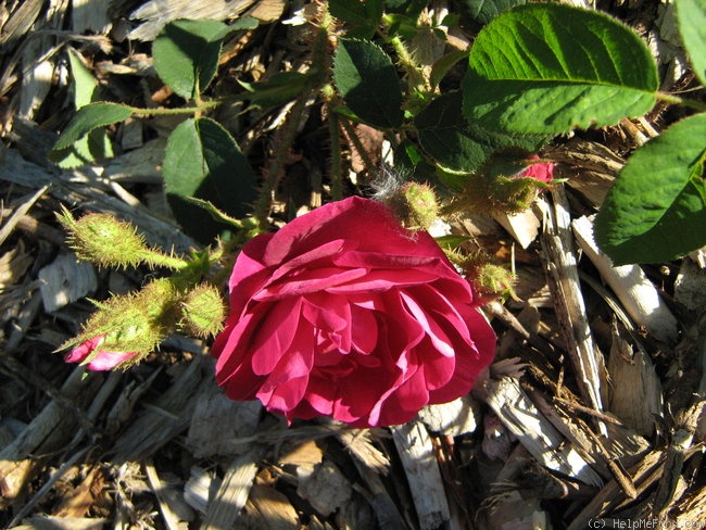 'Old Red Moss' rose photo