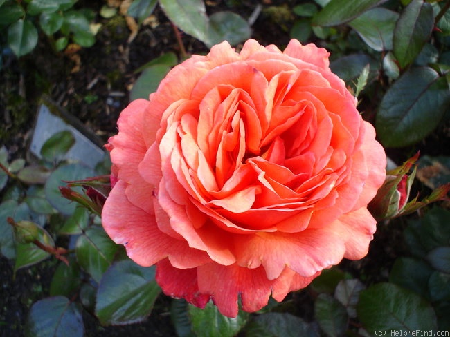 'Cecily Gibson' rose photo