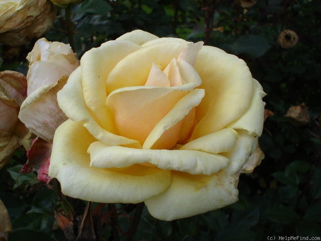 'Simply Heaven' rose photo