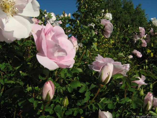 'Prairie Wren' rose photo