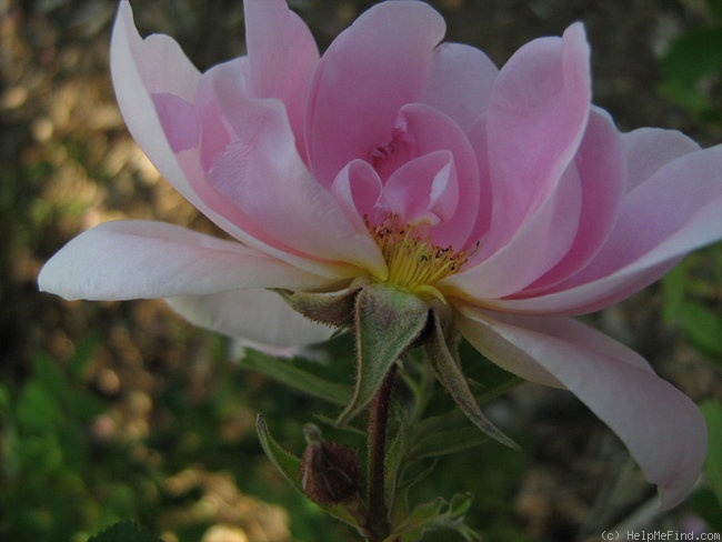 'Prairie Youth' rose photo