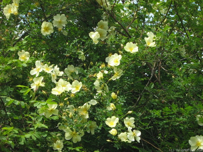 'Butterball' rose photo