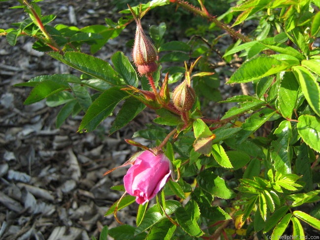 'Aylsham' rose photo