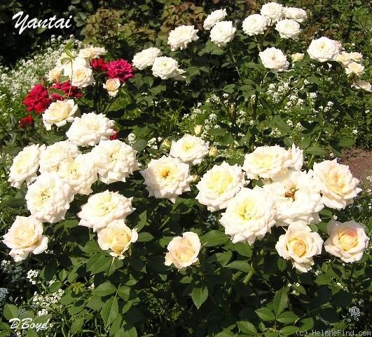 'Yantai' rose photo