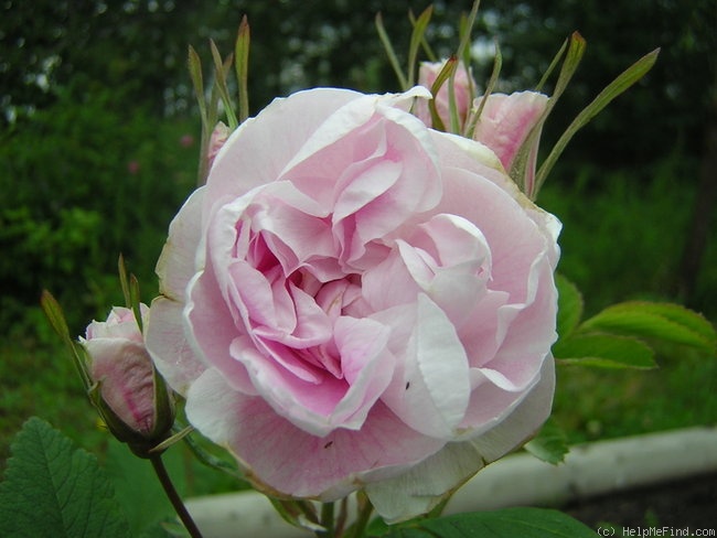 'Amy (shrub, Schowalter, 1966)' rose photo