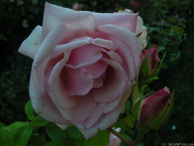 'Marchioness of Londonderry' rose photo