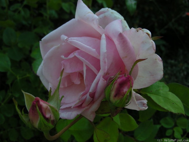 'Marchioness of Londonderry' rose photo