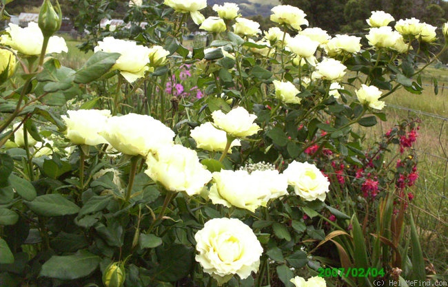'Twin ®' rose photo
