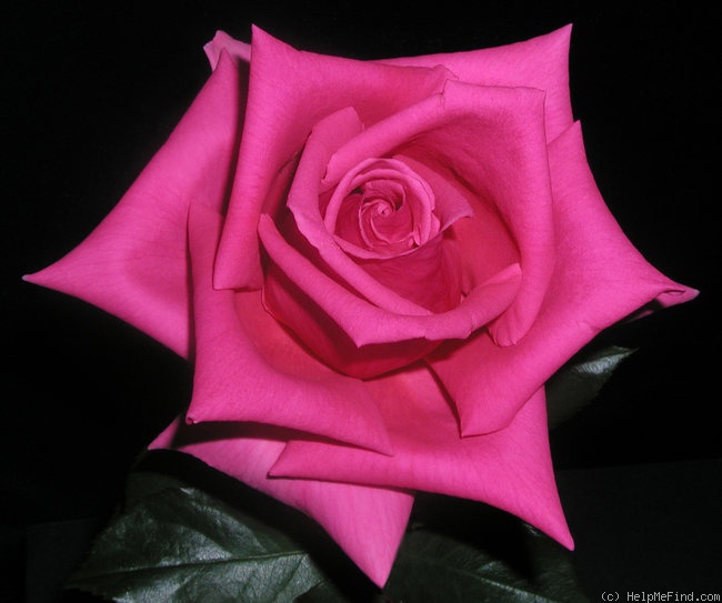 'Canadian Northlight' rose photo